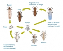 Xtermกำจัดปลวก Xtermกำจัดปลวก