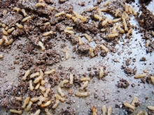 ปลวก.. สู่การเปลี่ยนโฉมพื้นบ้าน(อายุกว่า 20 ปี) ปลวก.. สู่การเปลี่ยนโฉมพื้นบ้าน(อายุกว่า 20 ปี)