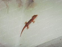 ปลวก.. สู่การเปลี่ยนโฉมพื้นบ้าน(อายุกว่า 20 ปี) ปลวก.. สู่การเปลี่ยนโฉมพื้นบ้าน(อายุกว่า 20 ปี)