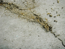 ปลวก.. สู่การเปลี่ยนโฉมพื้นบ้าน(อายุกว่า 20 ปี) ปลวก.. สู่การเปลี่ยนโฉมพื้นบ้าน(อายุกว่า 20 ปี)