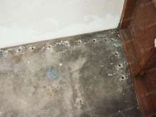 ปลวก.. สู่การเปลี่ยนโฉมพื้นบ้าน(อายุกว่า 20 ปี) ปลวก.. สู่การเปลี่ยนโฉมพื้นบ้าน(อายุกว่า 20 ปี)