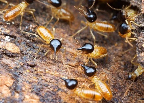 ความรู้ทั่วไปเกี่ยวกับปลวก